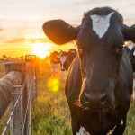 Легенда о свежем сене