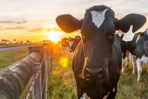 Легенда о свежем сене